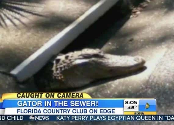 http://www.aol.com/article/2014/02/21/alligator-pops-out-of-sewers-terrifies-residents/20835063/ 