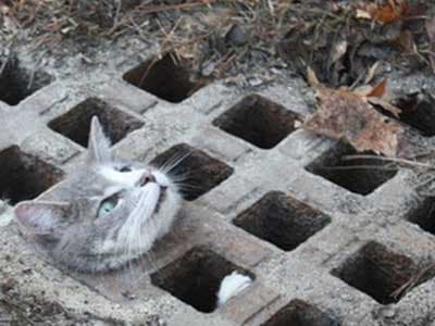 http://arbroath.blogspot.co.uk/2010/04/cat-who-got-head-stuck-in-storm-drain.html