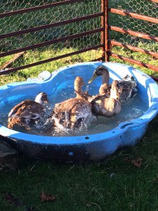 http://blog.lanesfordrains.co.uk/daffy-ducks-see-light-day-drain-rescue-drama/