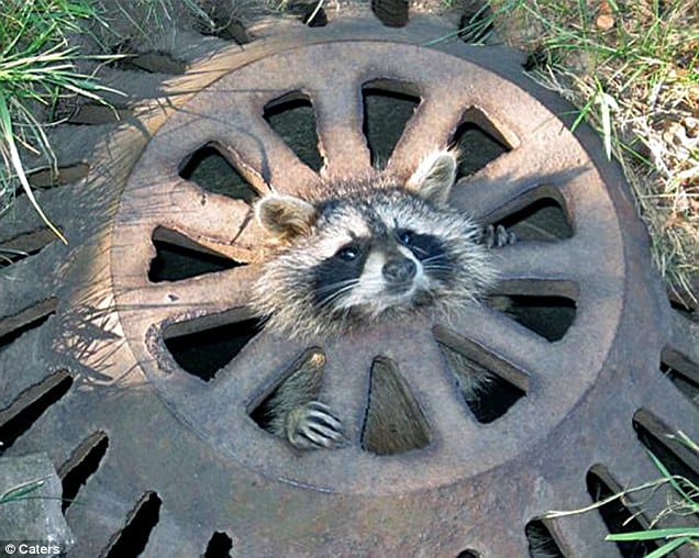 Animals Found in Drains Around the World UKDN Waterflow (LG)