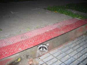 Raccoon in sewer