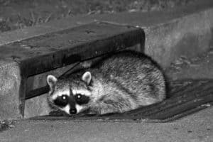 Raccoon in sewer