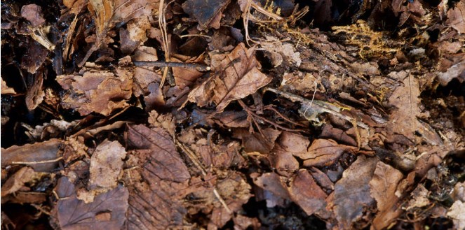Leaf mulch and fallen leaves on floor