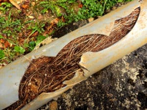 root ingress in drainage pipework