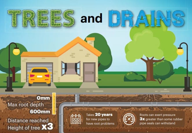 tree roots in sewer line cost uk